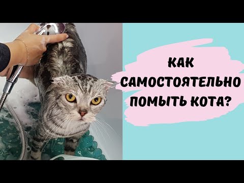 Как помыть кота и остаться в живых))