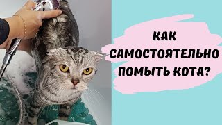 Как помыть кота и остаться в живых))