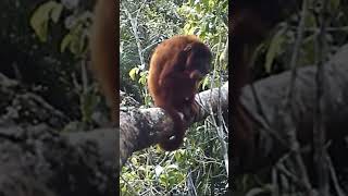 Mono aullador en la selva de puerto Maldonado #turismo #peru