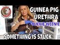 Something is Stuck in Guinea Pigs Weenie