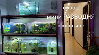 Обзор домашней мини рыборазводни на 800 литров #разведениерыб #нерест #аквариумистика #аквариум