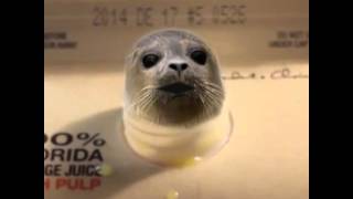 Best Vine Videos November 2014 - Seal Is Broken Best Vine Videos November 2014 - Seal Is Broken