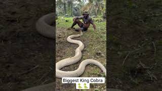 Biggest King Cobra 🐍🐍🐍#kingcobra #saanp #naag #naagin #naagmani_rasiya #naagnaaginsnake #news #love