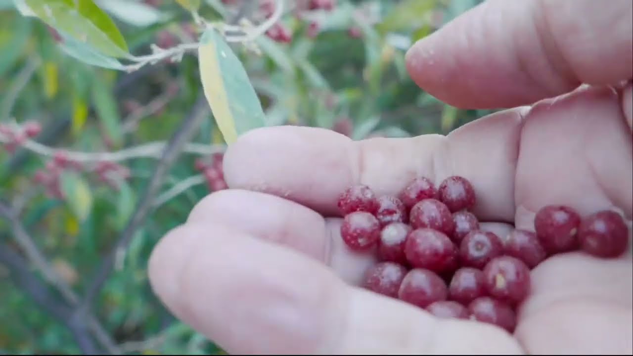 アキグミ  Comparing Summer and Fall Silverberries (Elaeagnus umbellata)