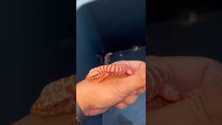 Hybrid Red Blue Albino Tegu. #wjexotic #exotic #tegu #เตกู #สัตว์โลกน่ารัก #สัตว์เลื้อยคลาน