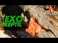 Exo Reptil - Ataque de Aligátor ( Mordida Mortal )