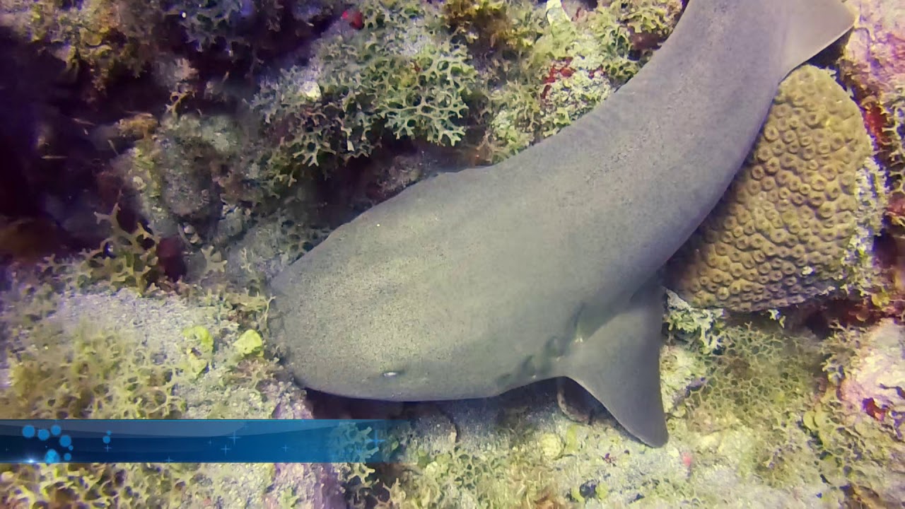 Nurse Shark filmed on a St Kitts reef YouTube