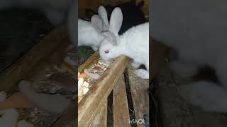 : @  .  .