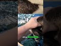 Vintage plush score! Klaseek the raccoon by Dakin—too cool to pass up