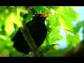 (4K UHD) Gesang der Amsel/Singing of the blackbird/chant du merle