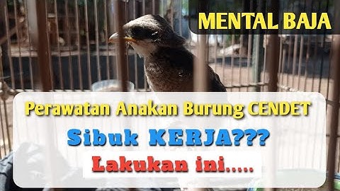 Merawat Anakan Burung Cendet supaya Cepat Mandiri dan Bermental Baja | Cendet Mania