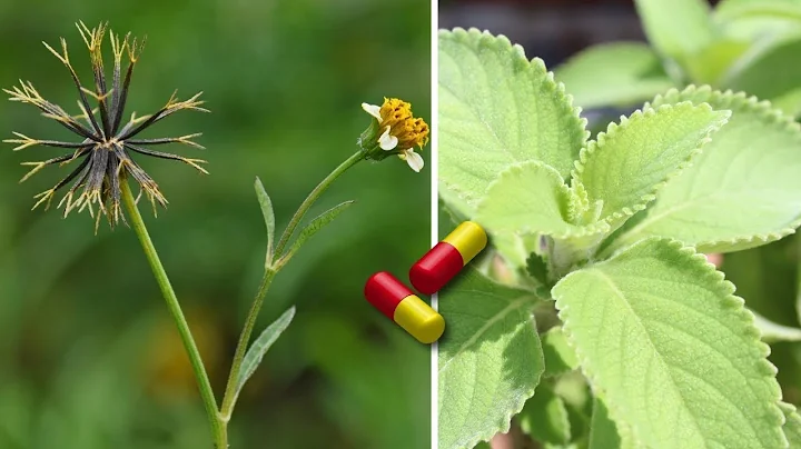 20 MEDICINAL and MIRACULOUS Plants You Should Have in Your Home - DayDayNews