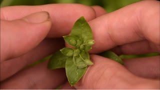 How To Identify Chickweed Plants