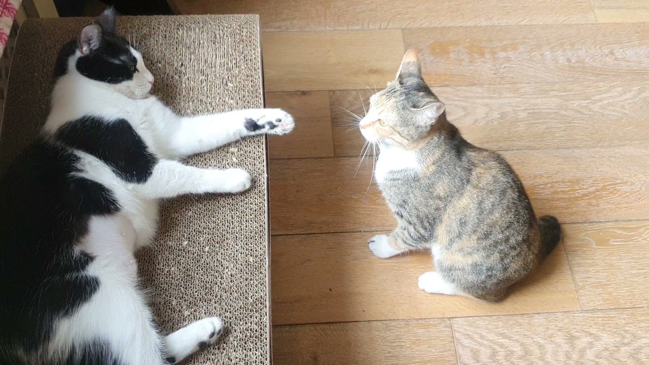 Котоблог дзен