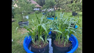 Growing Corn and Tomatoes in Small Spaces using the Kiddie Pool Method.
