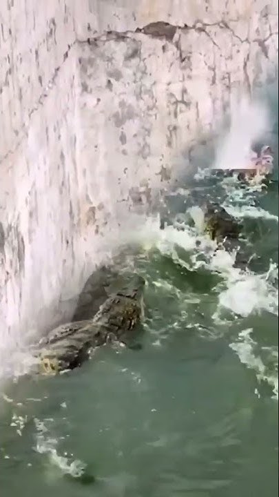monkey vs crocodile 🤣🤣🤣 - YouTube