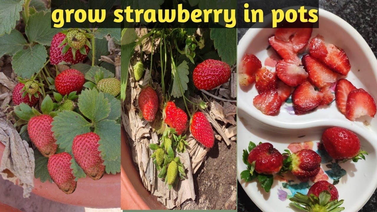how to grow strawberry at home। strawberry growing in pots YouTube
