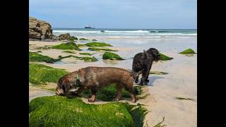 Our Dogs Playing on Porthkidney Sands in St Ives Cornwall | Dog-Friendly Guide 🐾