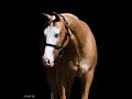 SS Shameless Spook- Lot 2039 NRHA Select Yearling Sale Consignment