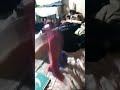 spoder moy