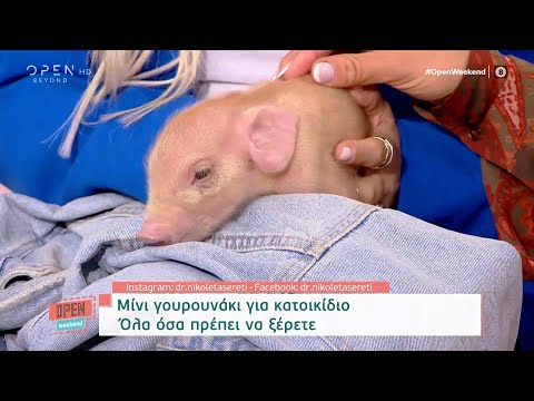 Βίντεο: Τα pot belly pigs εκπαιδεύονται στο σπίτι;