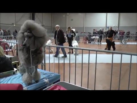 Vidéo: Dans Les Coulisses Avec La Voix De L'exposition Canine Nationale
