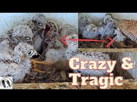 Crazy and Raw: Kestrel Nestlings Devour Sibling After Chameleon Choke! Viewer Discretion Advised