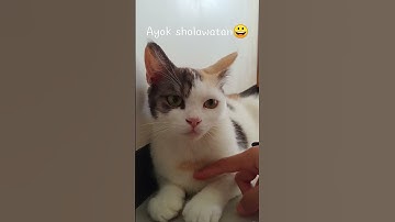 Sholawat Nabi Virall #shorts #sholawat #viral #catlover