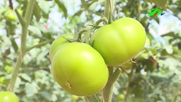 Lâm Đồng tăng cường công tác quản lý vật tư nông nghiệp