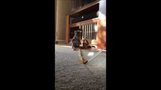 F1 Bengal Hybrid Kitten Jumps for his Toy by Ashley Amerino 1,778 views 11 years ago 30 seconds