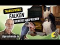 Taggreifvögel - Falken! Vorbereitung auf deine Jagdprüfung!