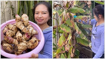 Thu hoạch và trồng củ khoai chuối sau vườn ở Úc