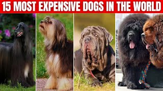 15 Most Expensive Dogs in the World.