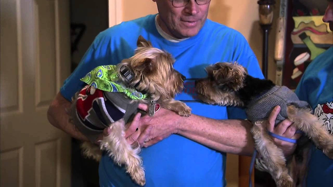 6abc Shelter Me: Save A Yorkie Rescue, Inc.