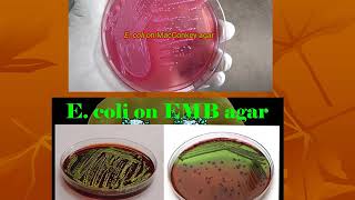 محاضرات أحياء مجهرية طبية-Enterobacteriaceae Lactose fermenters 1