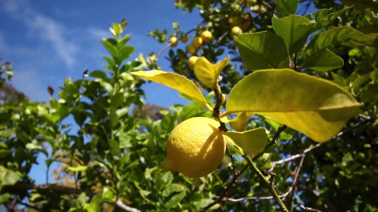 youtube-video-thumbnail