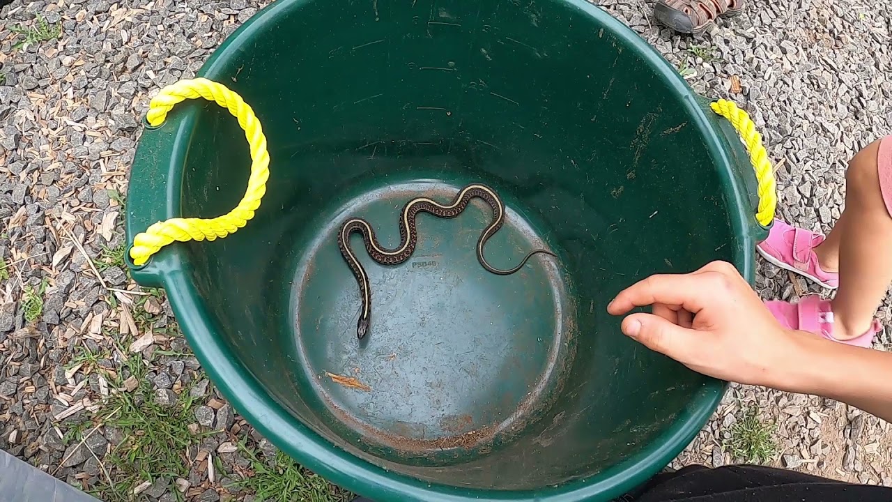 Catch and Cook With Garter Snakes 🐍 - YouTube
