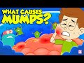 What causes mumps  mumps  causes signs and symptoms  viral contagious diseases  dr binocs show