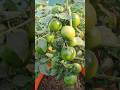 Tomatoes #vegetable #garden #howtogrowwintervegetables