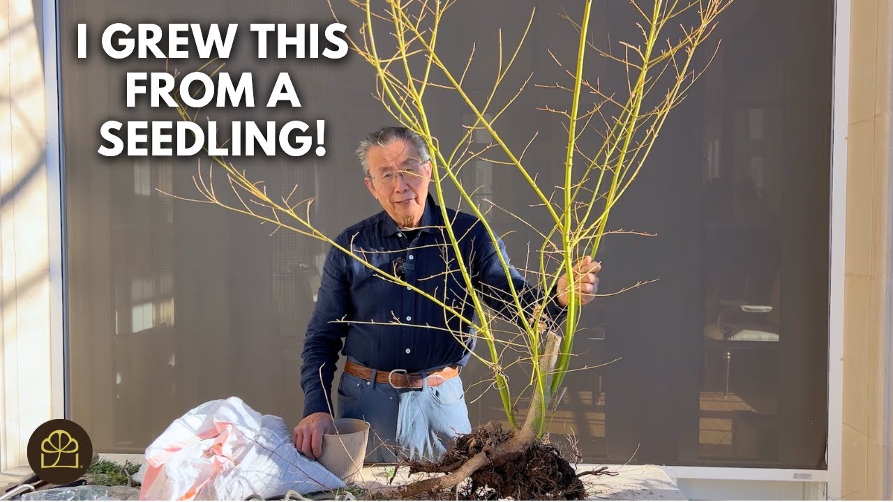 Выращивание японского клена бонсай из саженца: формирование кроны, обрезка и дизайн.