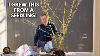 Growing a Japanese Maple Bonsai from a Seedling: Training, Pruning & Design