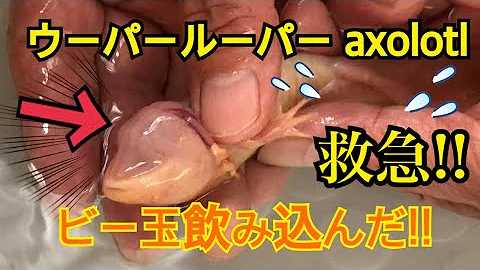 تحميل ウーパールーパーコマンドスイッチ版のばん