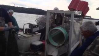 Virginia Oyster Aquaculture