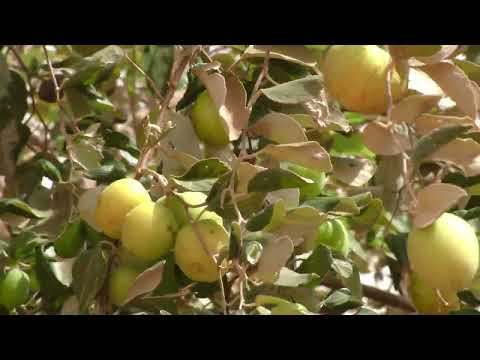 النبق الفارسي مشروع رغد لللاستثمار الزراعي والحيواني ولاية نهر النيل شندي السودان