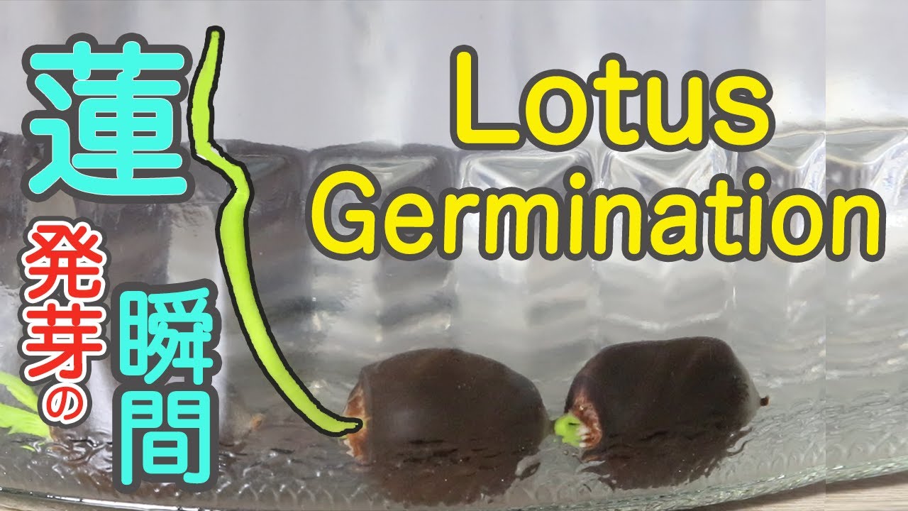 Lotus Seed Germination YouTube lotus-seed-germination-youtube