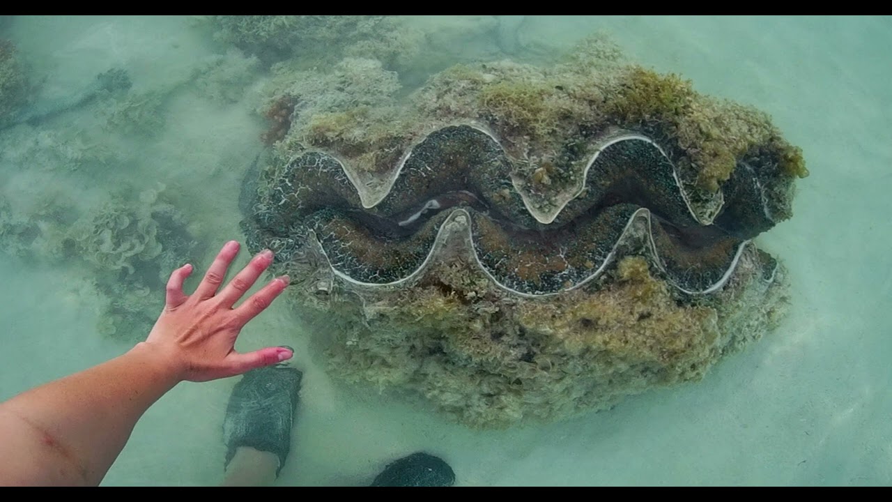 Ostra gigante impresionante