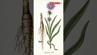 This Root Vegetable Tastes Like Oysters And Grows Itself 🦪🌱 #Salsify #OysterPlant #IvyCircleGardene