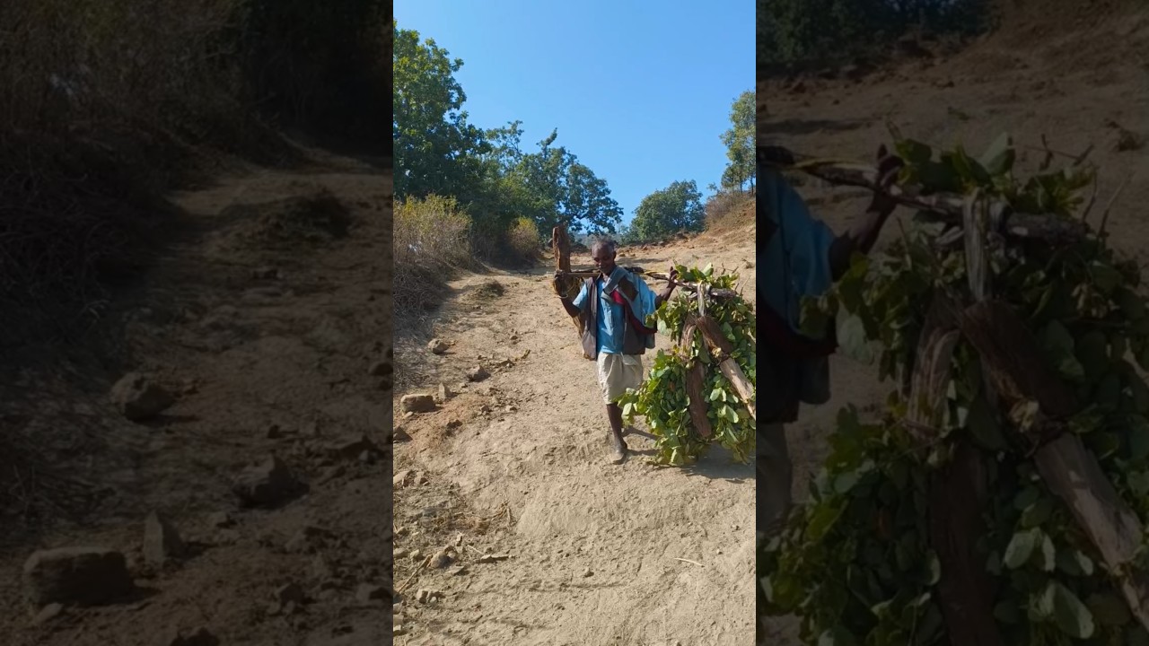 80 sal ka Buddha lakadi Lata hua Jungle se 