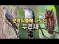 2분 상식 고대 문학작품에 자주 등장하는 두견새는 어떤새 뻐꾸기 소쩍새와 어떻게 다를까 2분 상식 고대 문학작품에 자주 등장하는 두견새는 어떤새 뻐꾸기 소쩍새와 어떻게 다를까