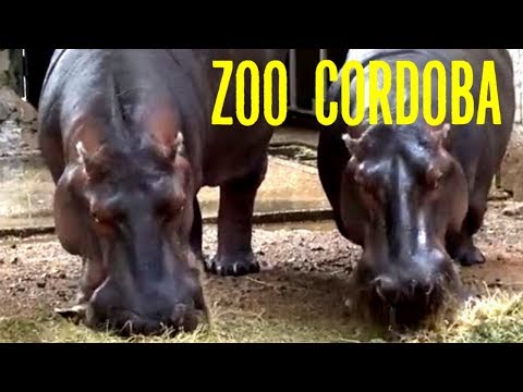 Vídeo: Descripció i fotos del jardí zoològic (Zoo de Kolkata) - Índia: Kolkata